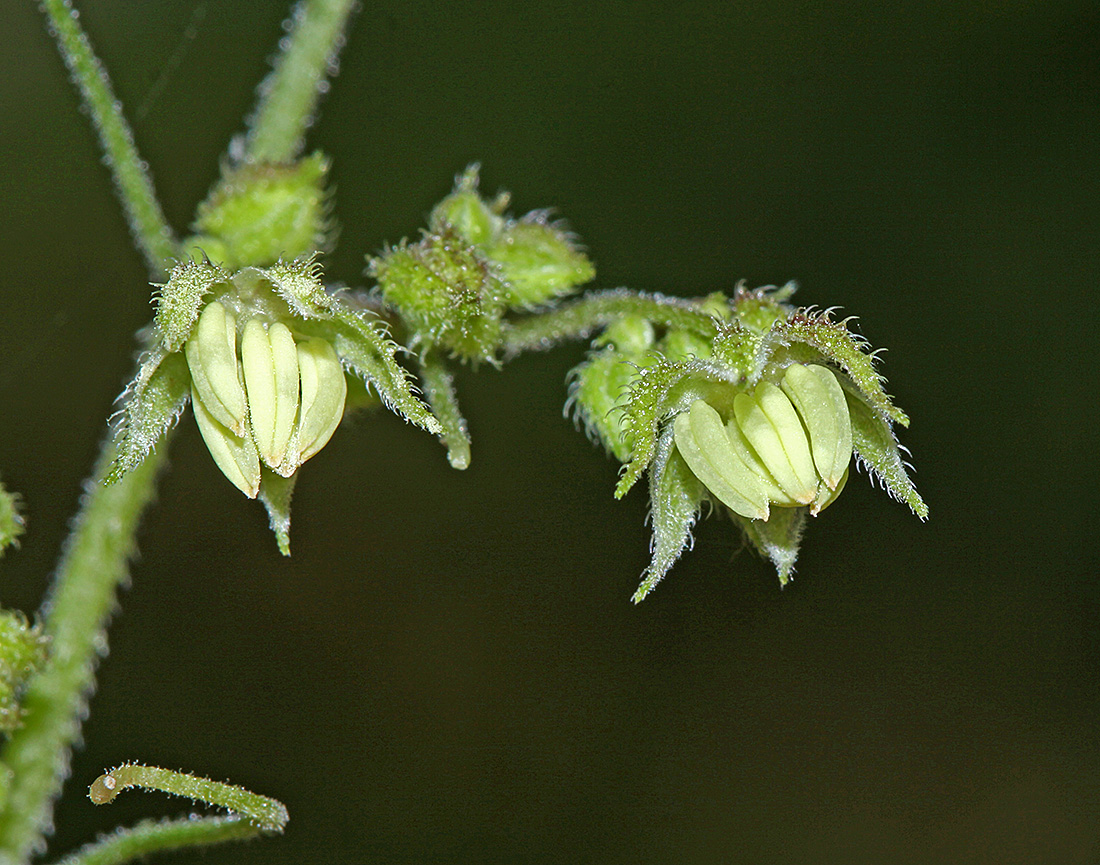 Image of Humulopsis scandens specimen.