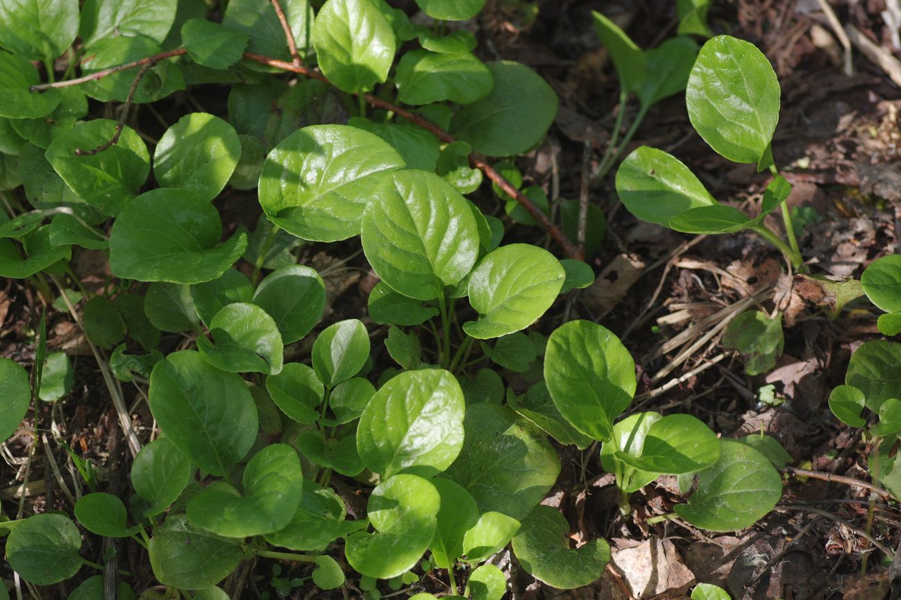 Image of Pyrola rotundifolia specimen.