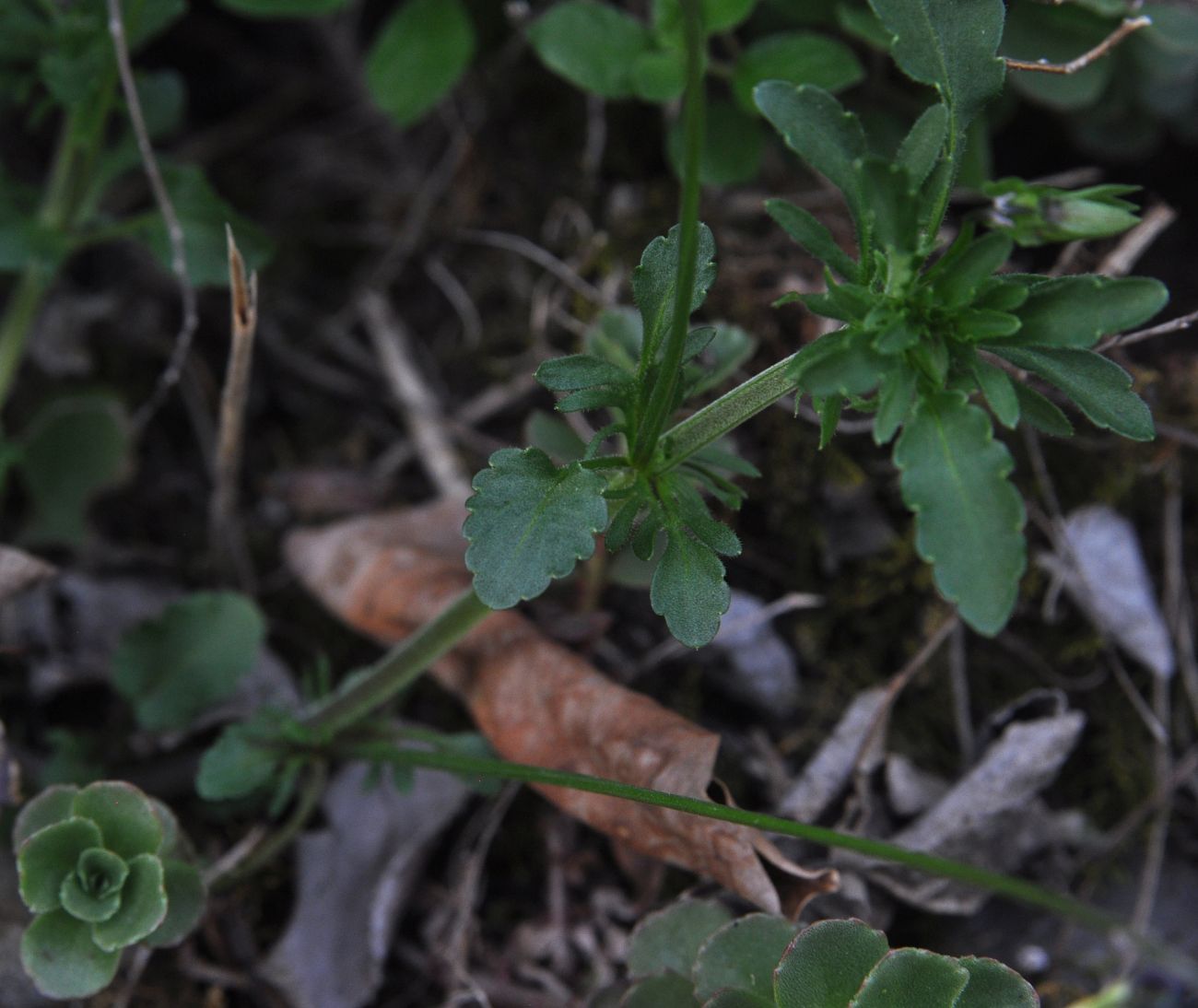 Image of genus Viola specimen.