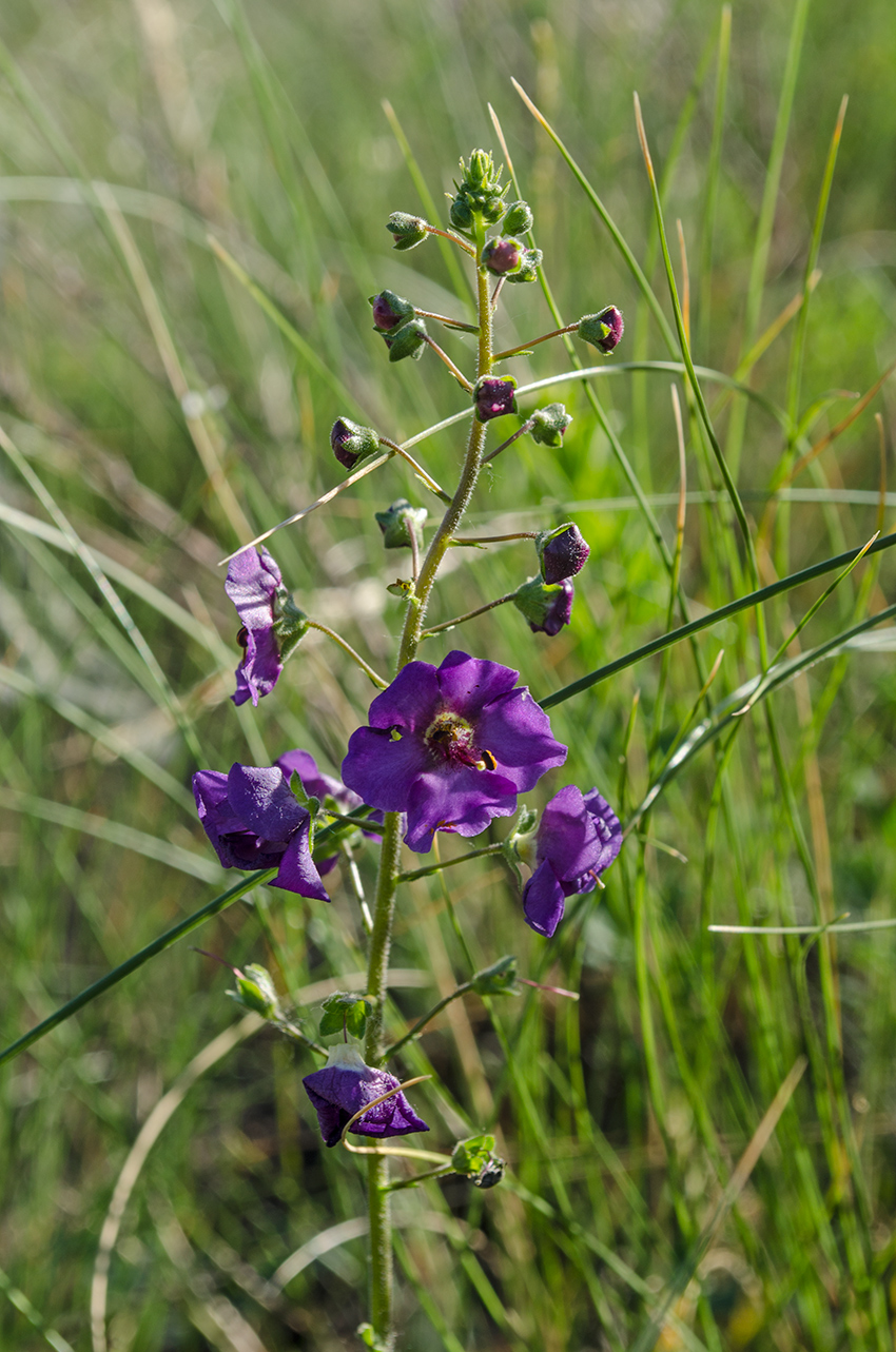 Изображение особи Verbascum phoeniceum.