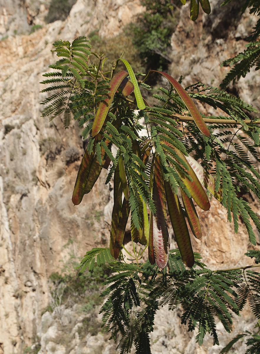 Image of Leucaena leucocephala specimen.