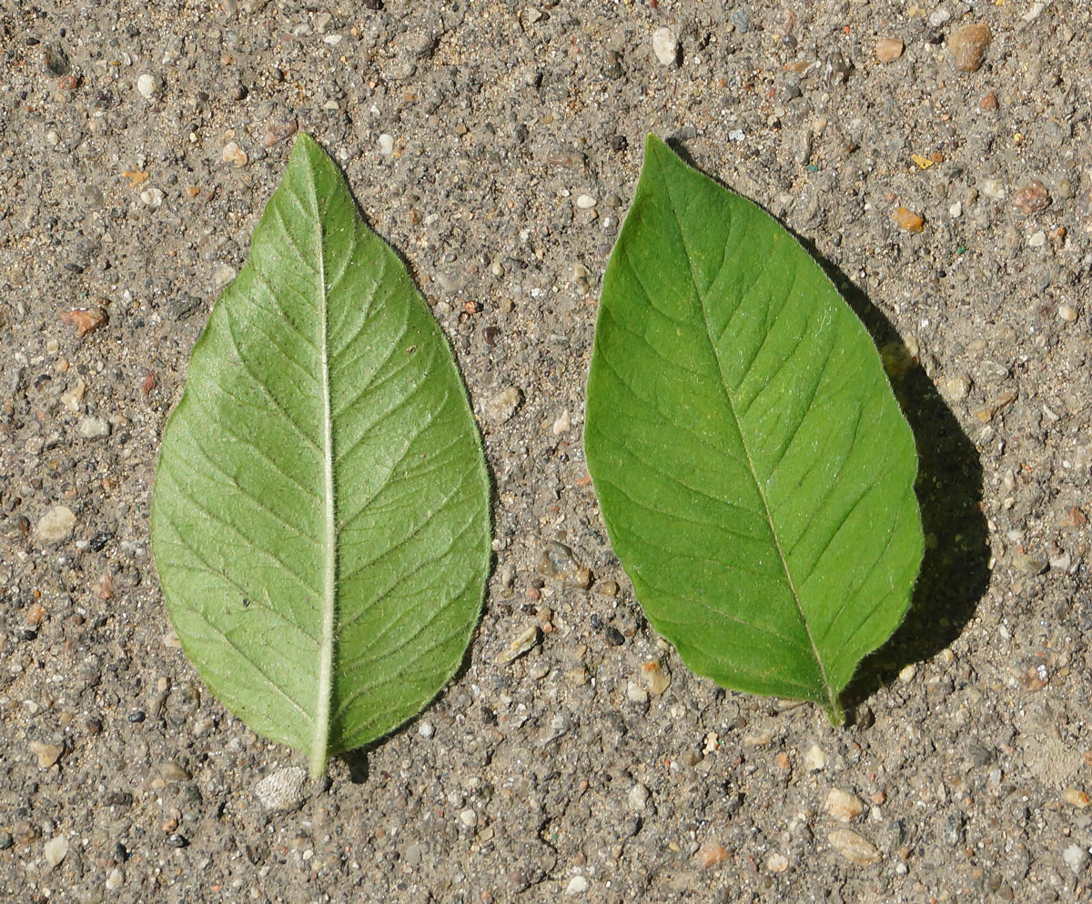 Image of Lysimachia punctata specimen.