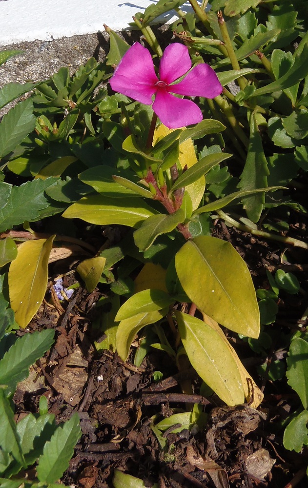 Image of Catharanthus roseus specimen.