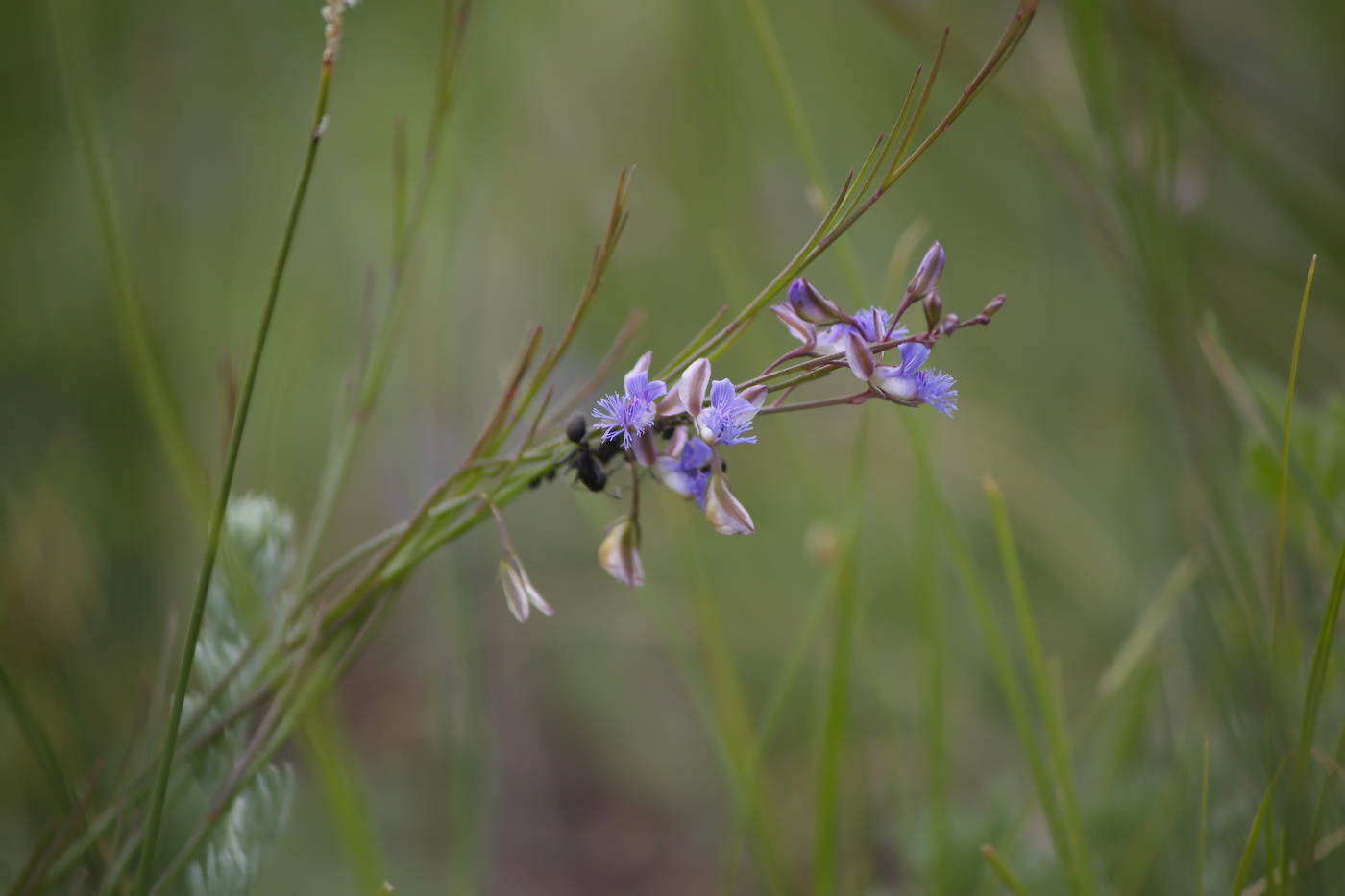 Image of Polygala tenuifolia specimen.