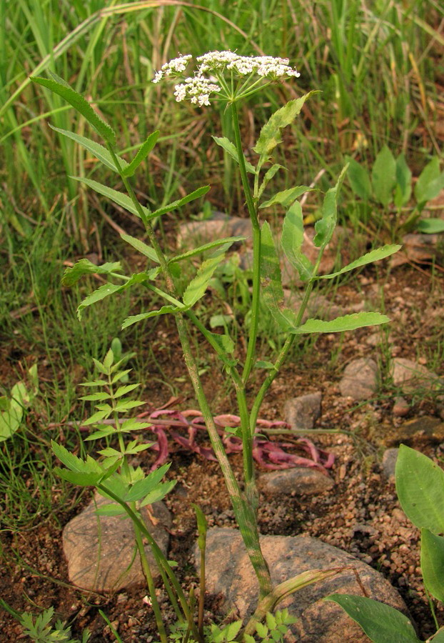 Image of Sium latifolium specimen.