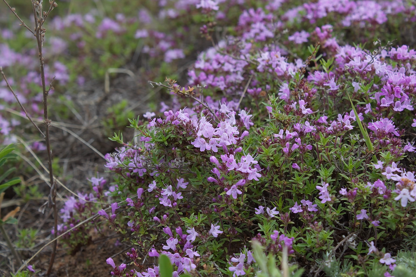 Image of genus Thymus specimen.