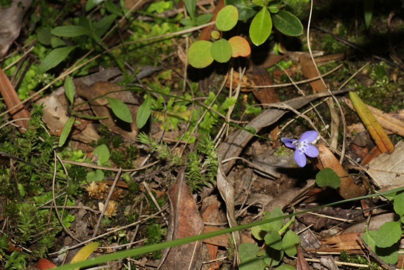 Image of Lobelia flaccida specimen.