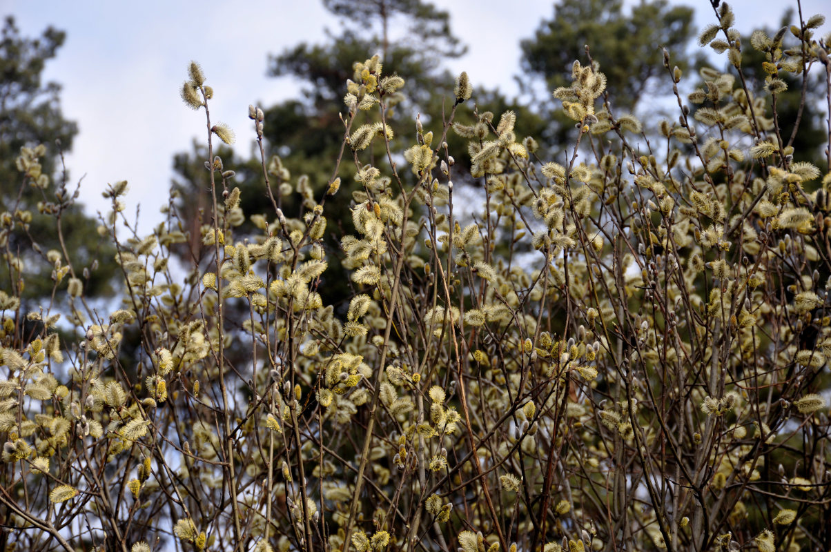 Image of Salix caprea specimen.