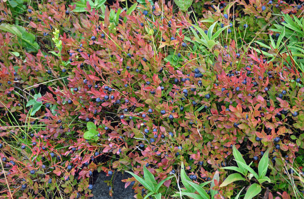 Image of Vaccinium myrtillus specimen.