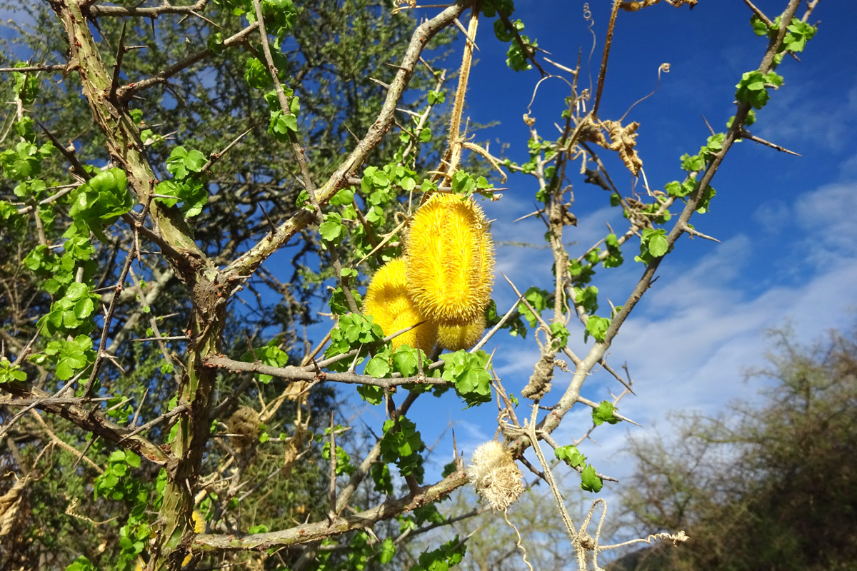 Image of Cucumis dipsaceus specimen.