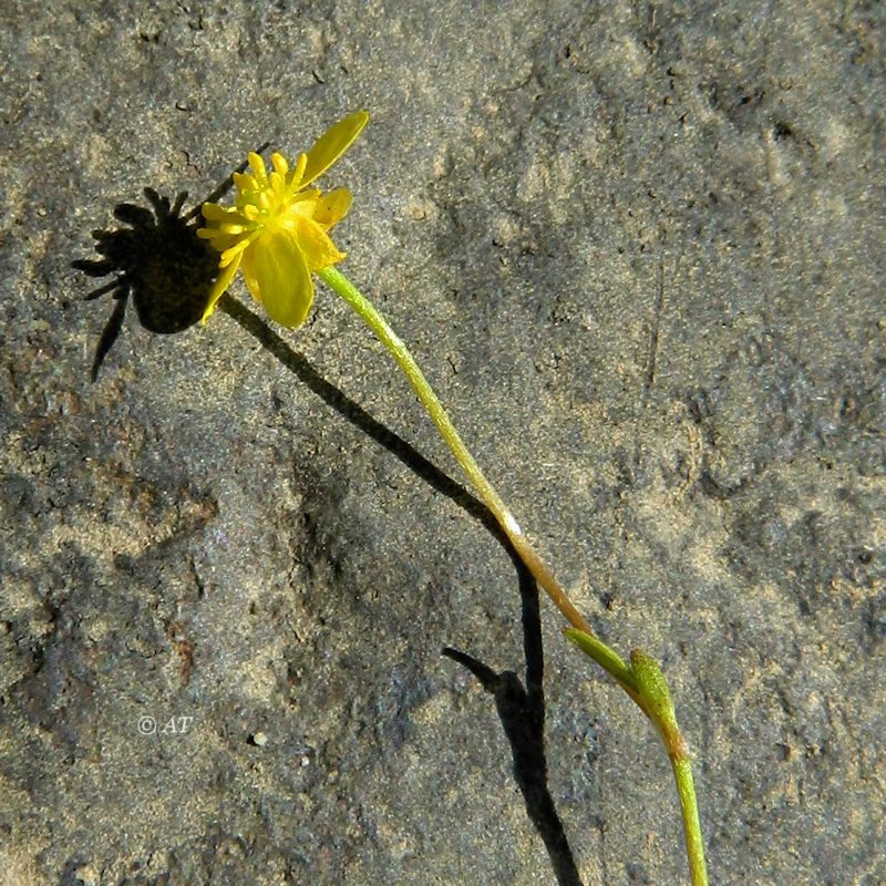 Image of genus Ranunculus specimen.