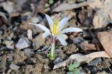 Colchicum kesselringii