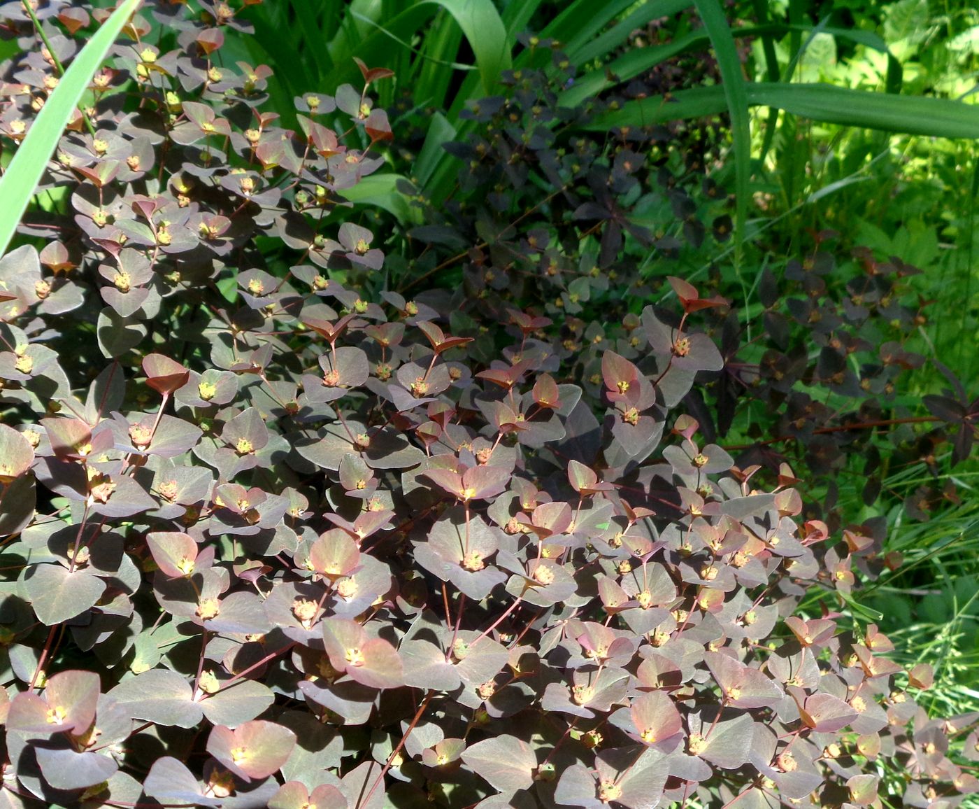 Image of Euphorbia dulcis specimen.