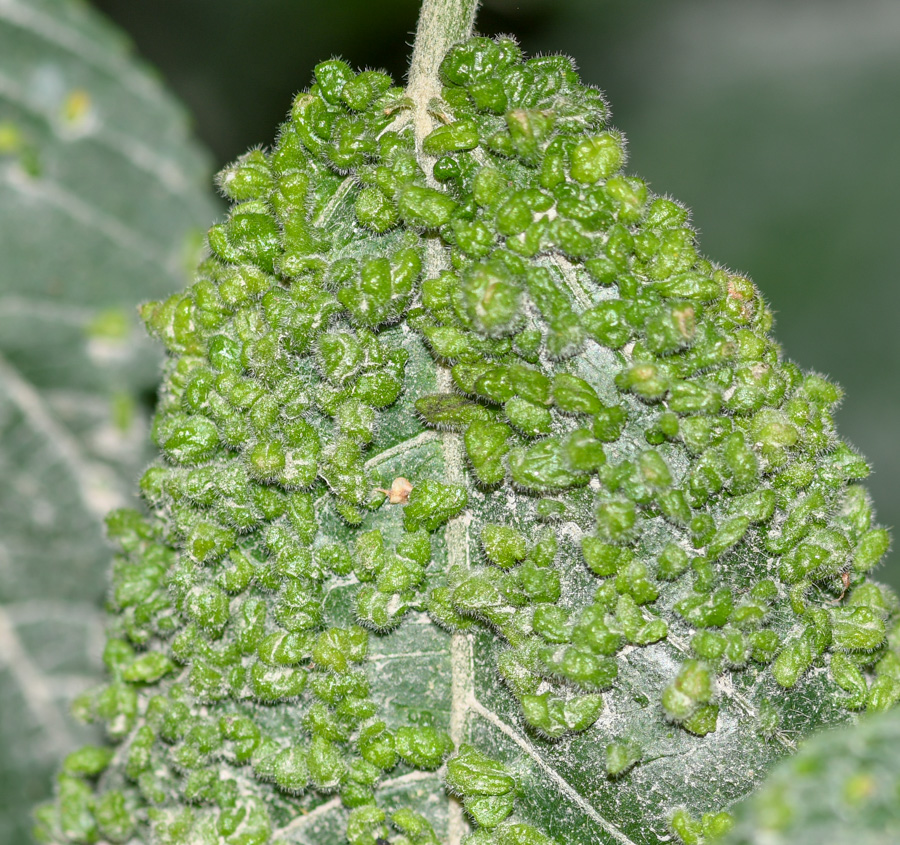 Image of Acalypha peruviana specimen.