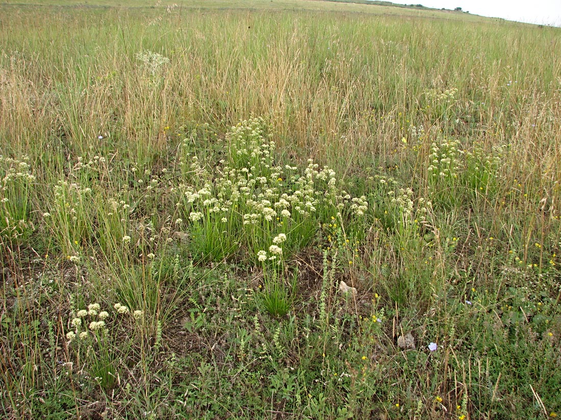 Изображение особи Allium flavescens.