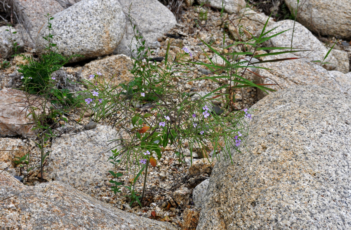 Image of Dontostemon hispidus specimen.