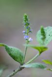 Veronica officinalis