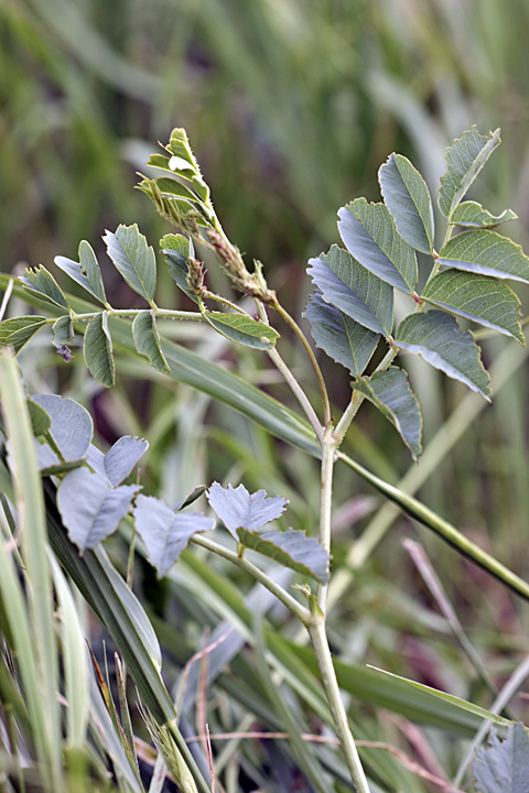 Изображение особи Glycyrrhiza laxissima.