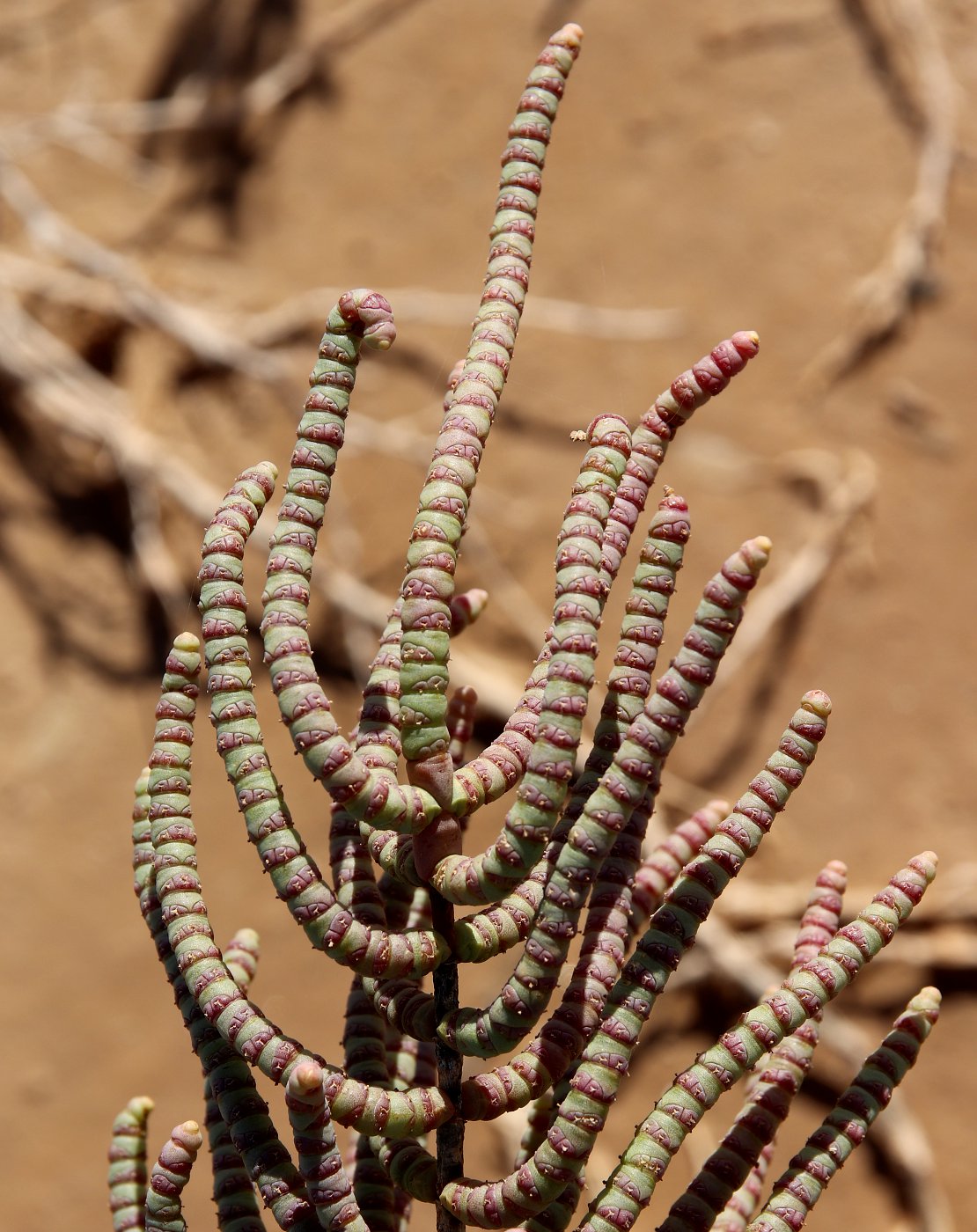 Image of Arthrocnemum macrostachyum specimen.
