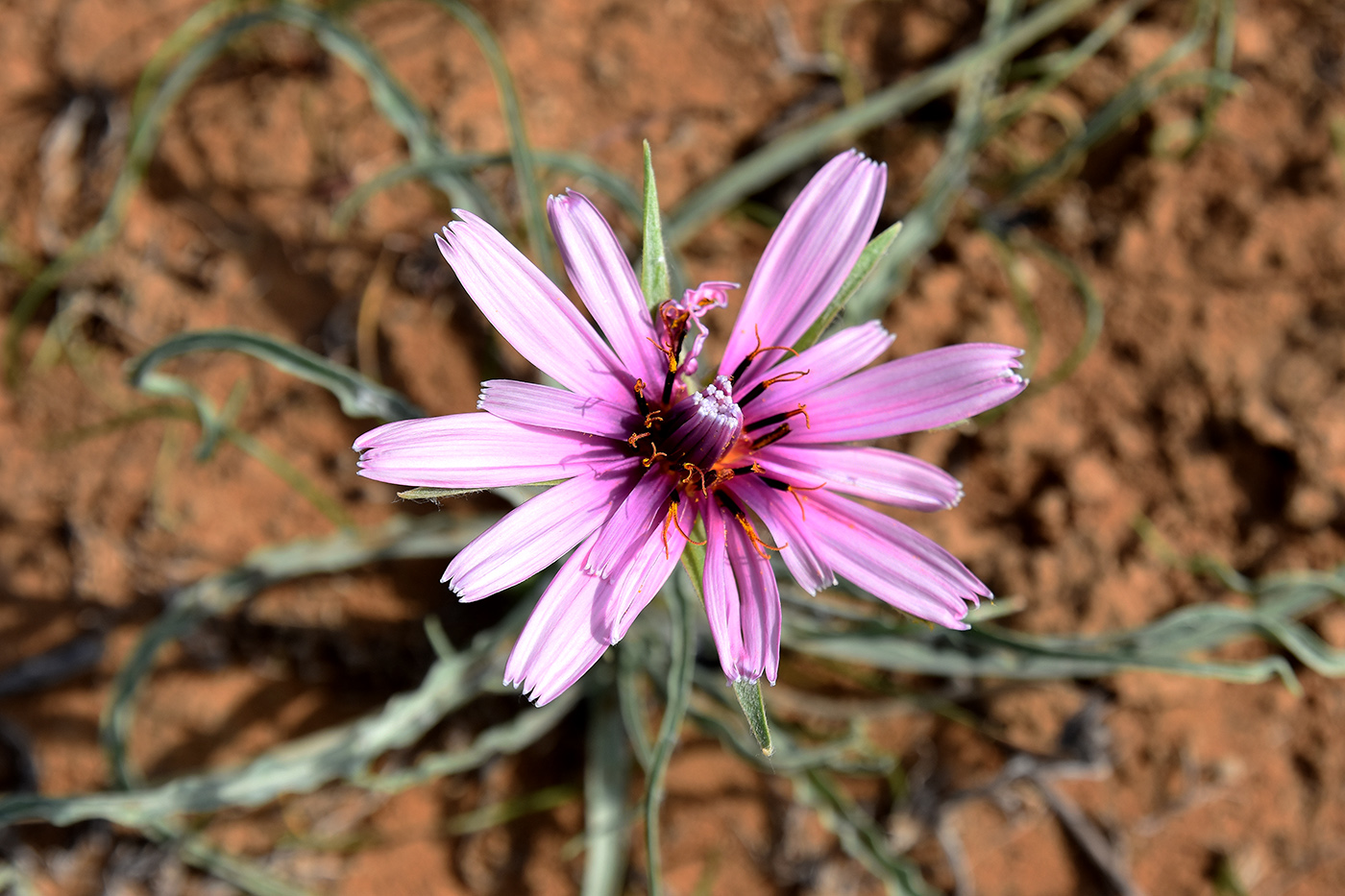 Image of Tragopogon ruber specimen.