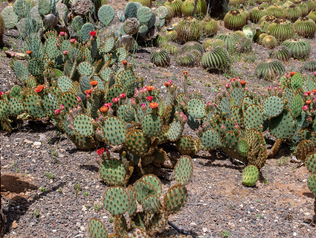 Изображение особи Opuntia aciculata.