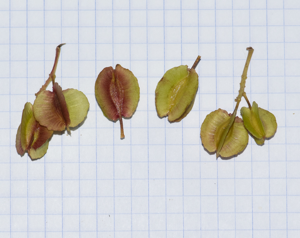 Image of Combretum kraussii specimen.