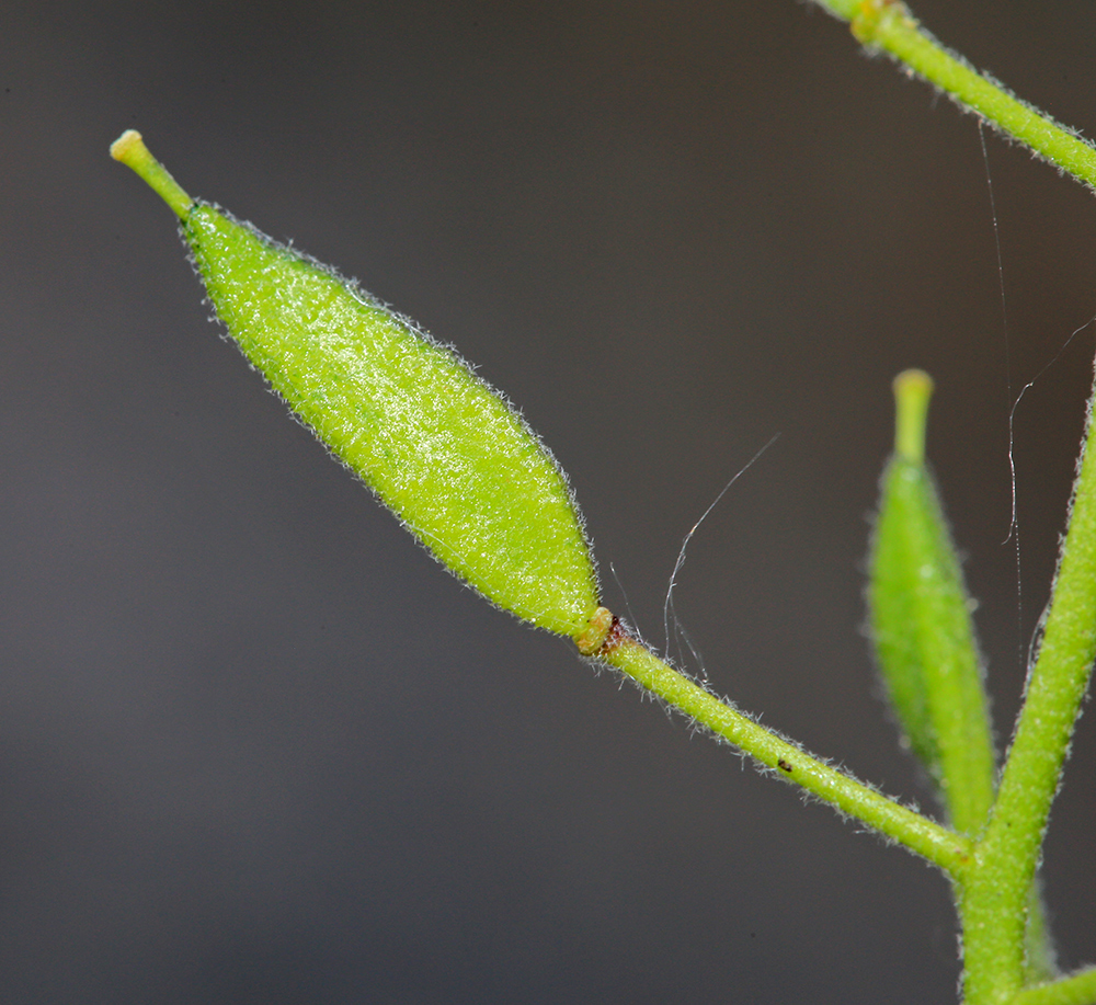 Image of Draba cardaminiflora specimen.