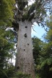 Agathis australis. Вегетирующее растение. Новая Зеландия. Остров Северный регион Нортленд. Национальный парк \"Waipoua\". 18.12.2013.