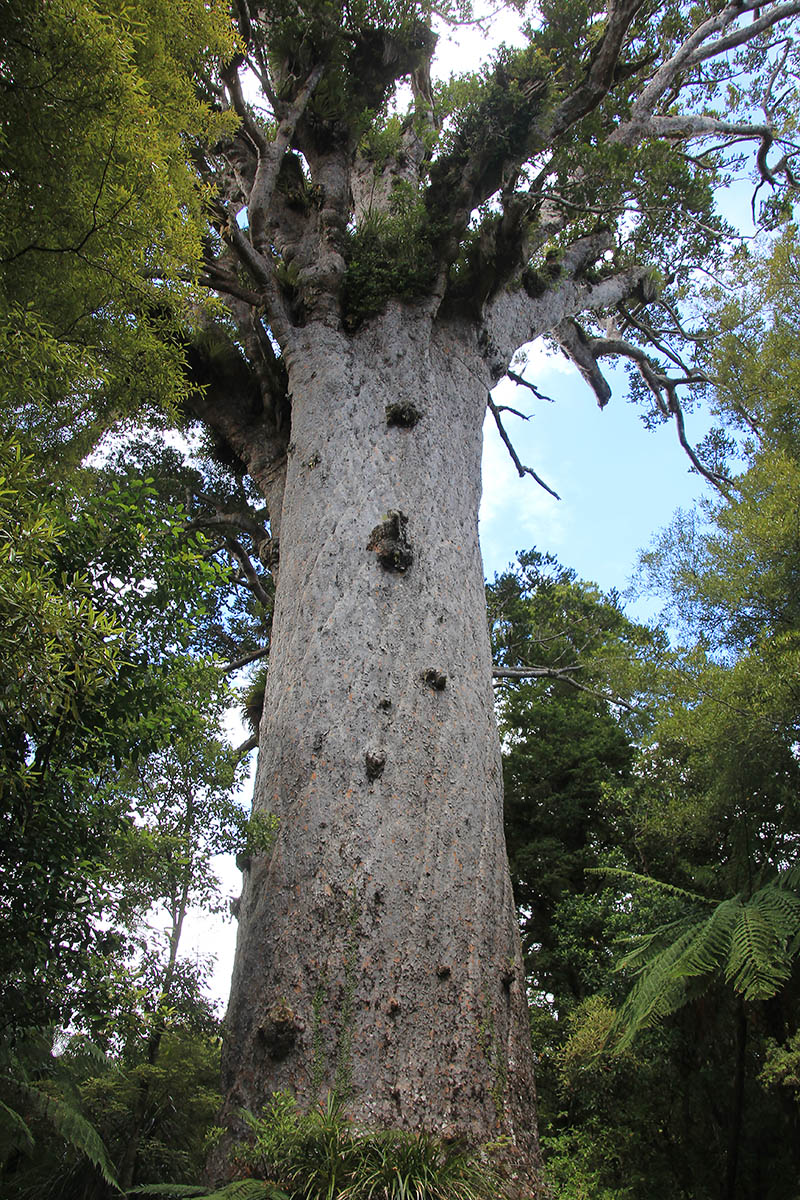 Image of Agathis australis specimen.