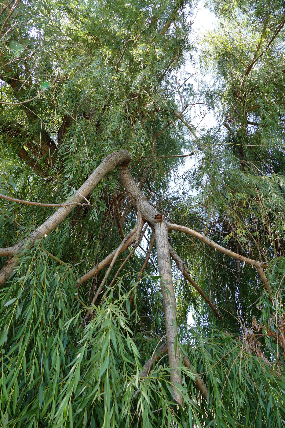 Image of genus Salix specimen.