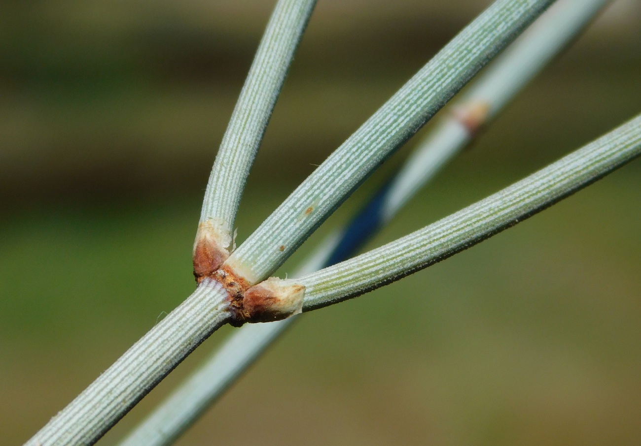 Image of Ephedra equisetina specimen.