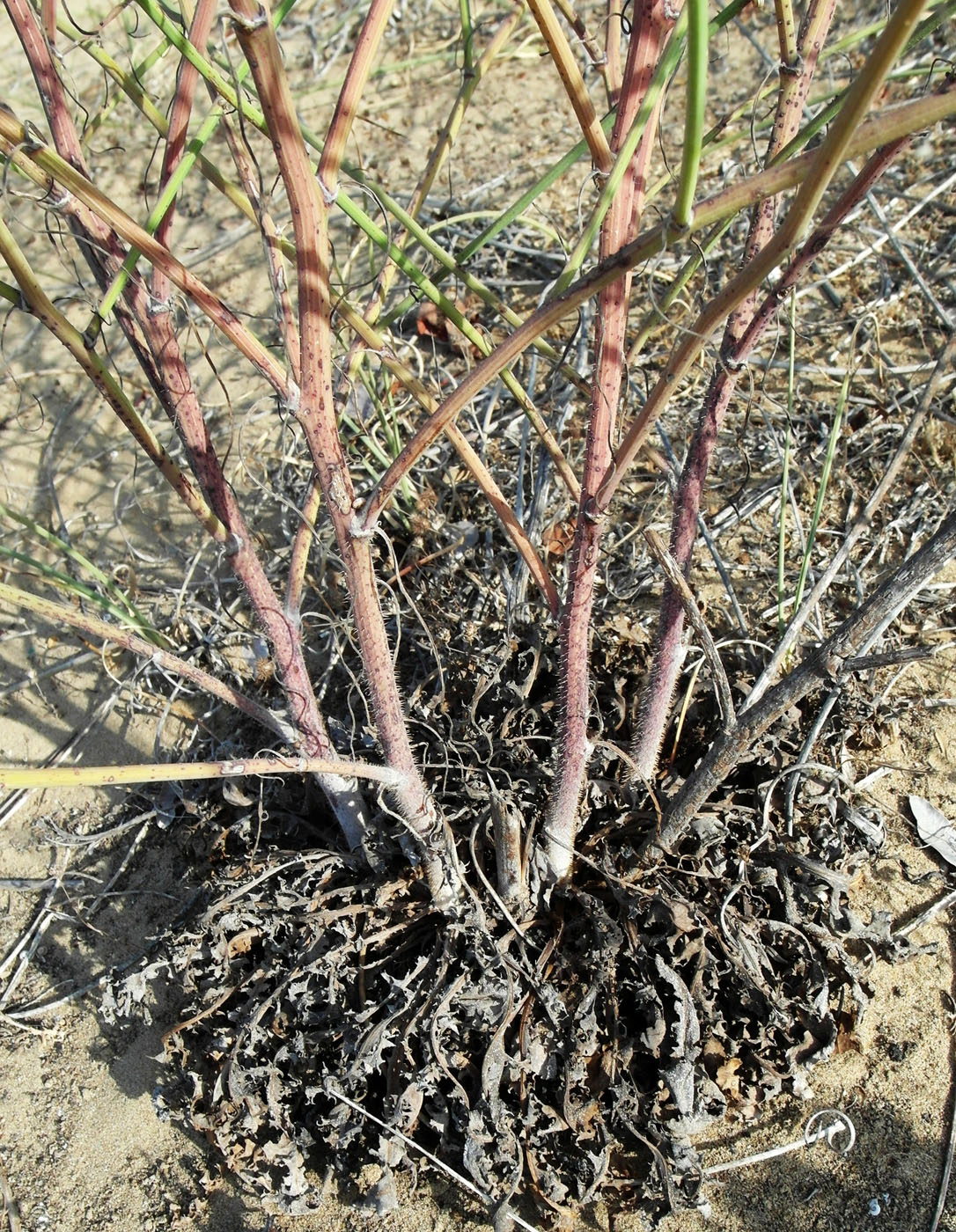 Изображение особи Chondrilla juncea.