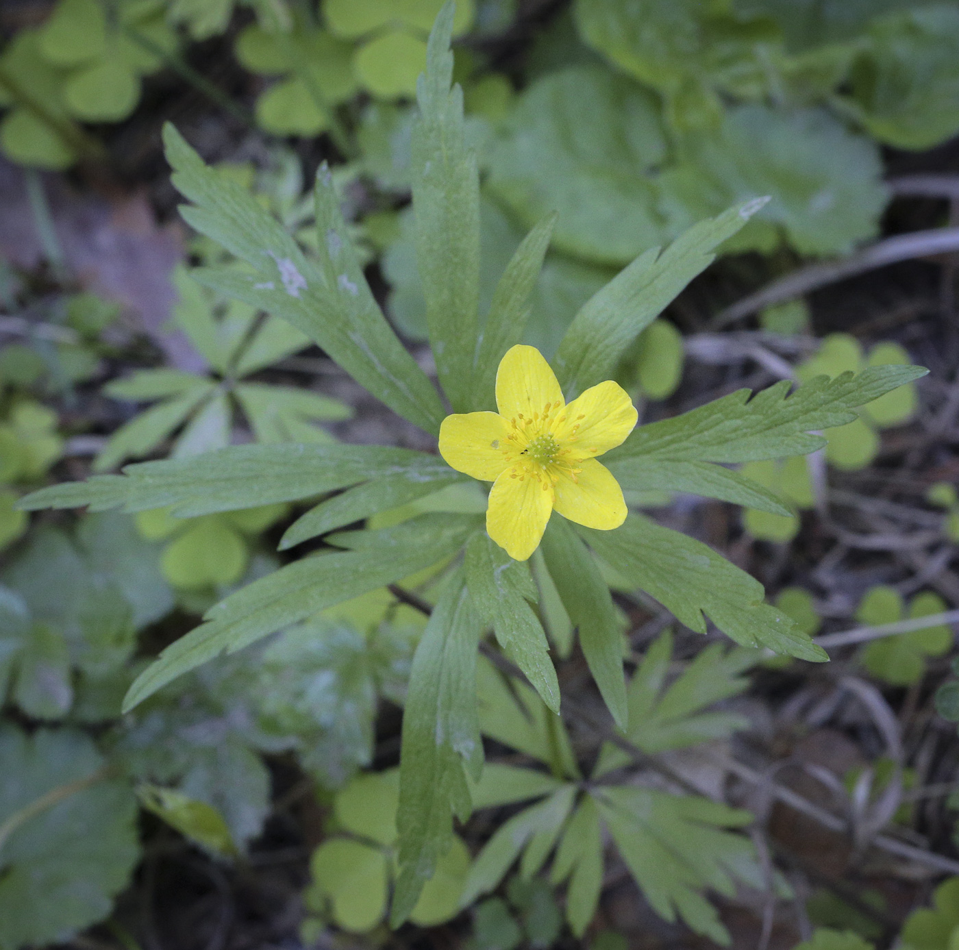 Изображение особи Anemone ranunculoides.