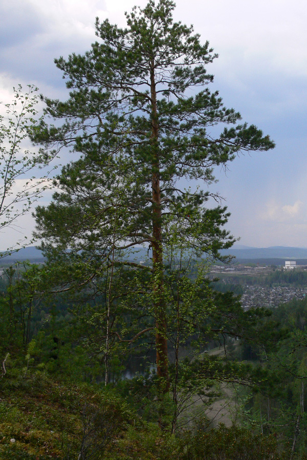 Изображение особи Pinus sylvestris.