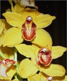 Cymbidium insigne