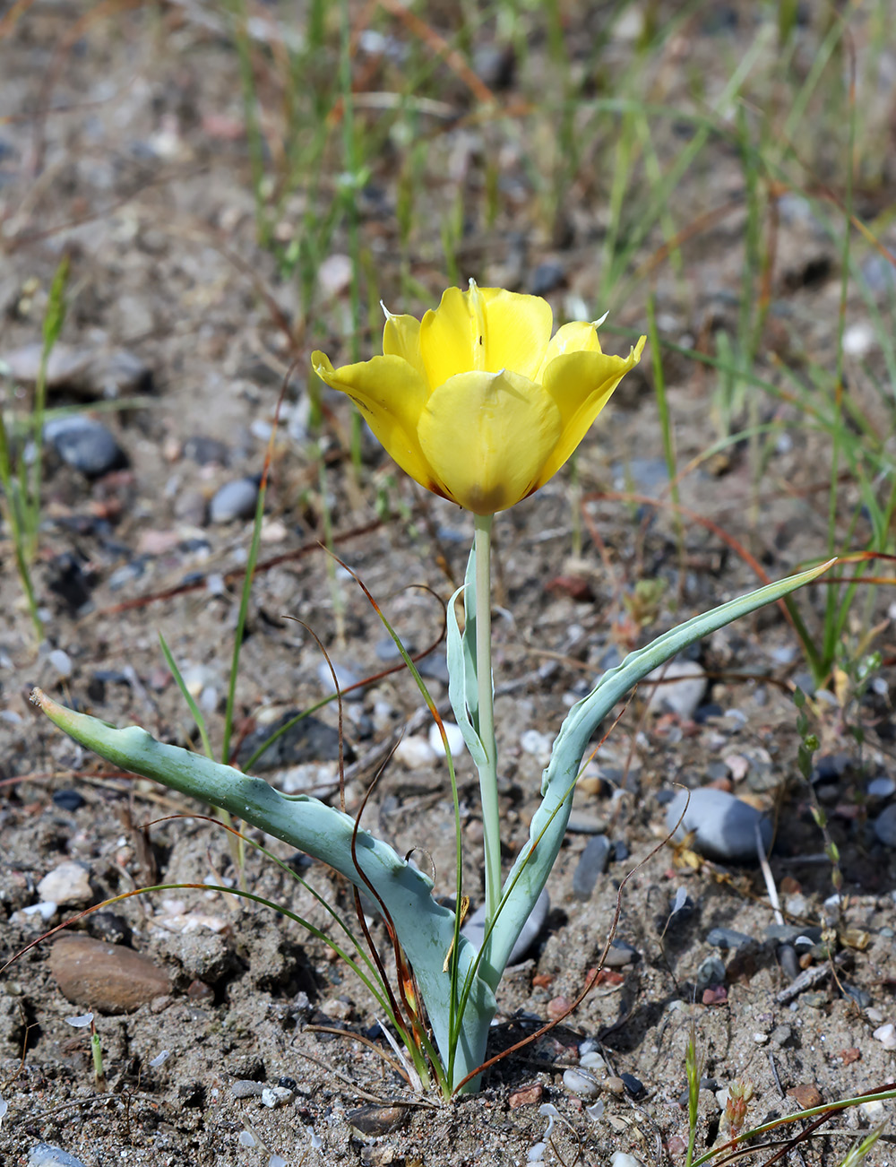 Image of Tulipa borszczowii specimen.