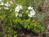 Rosa spinosissima. Цветущее растение (Rosa gracilipes Chrshan.). Приморский край, Уссурийский ГО, окр. с. Николо-Львовское, в зарослях Armeniaca sibirica. 13.05.2023.