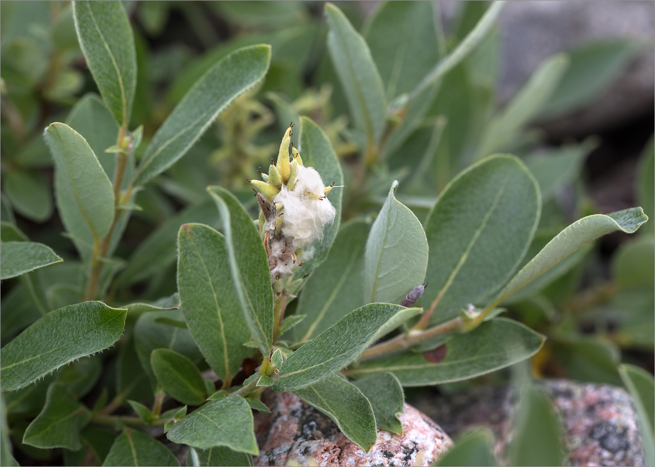 Изображение особи Salix glauca.