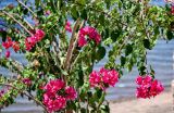 Bougainvillea glabra. Ветви с соцветиями. Египет, мухафаза Асуан, о-в Агилика, в культуре. 03.05.2023.