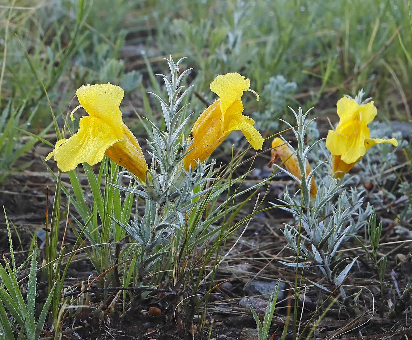 Image of Cymbaria daurica specimen.