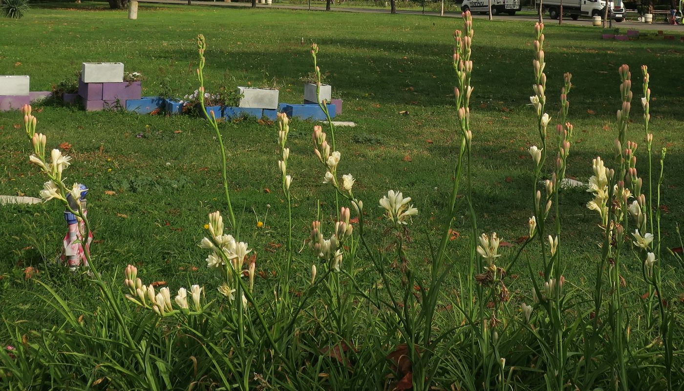 Image of Freesia &times; hybrida specimen.