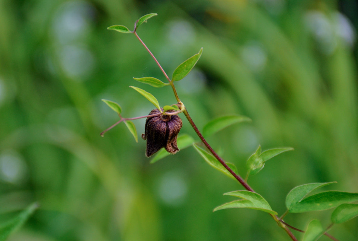 Image of Clematis fusca specimen.