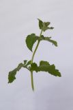 Salvia verticillata. Цветущее растение. Республика Молдова, пригород Кишинёва. 13 июня 2010 г.