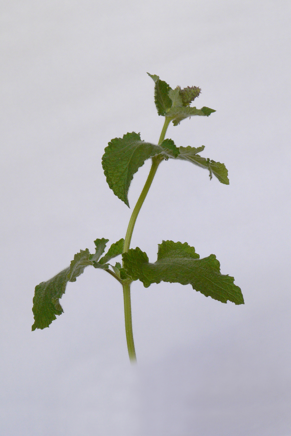 Image of Salvia verticillata specimen.