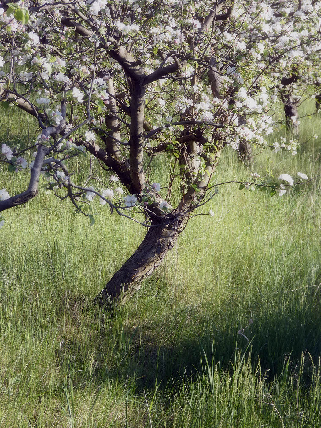 Изображение особи Malus domestica.