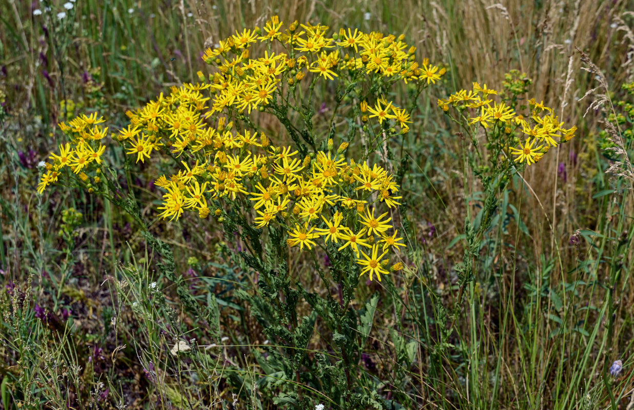 Image of Senecio jacobaea specimen.