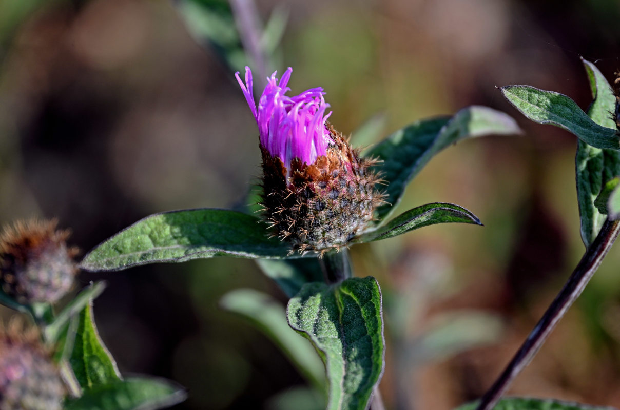 Image of Centaurea abbreviata specimen.