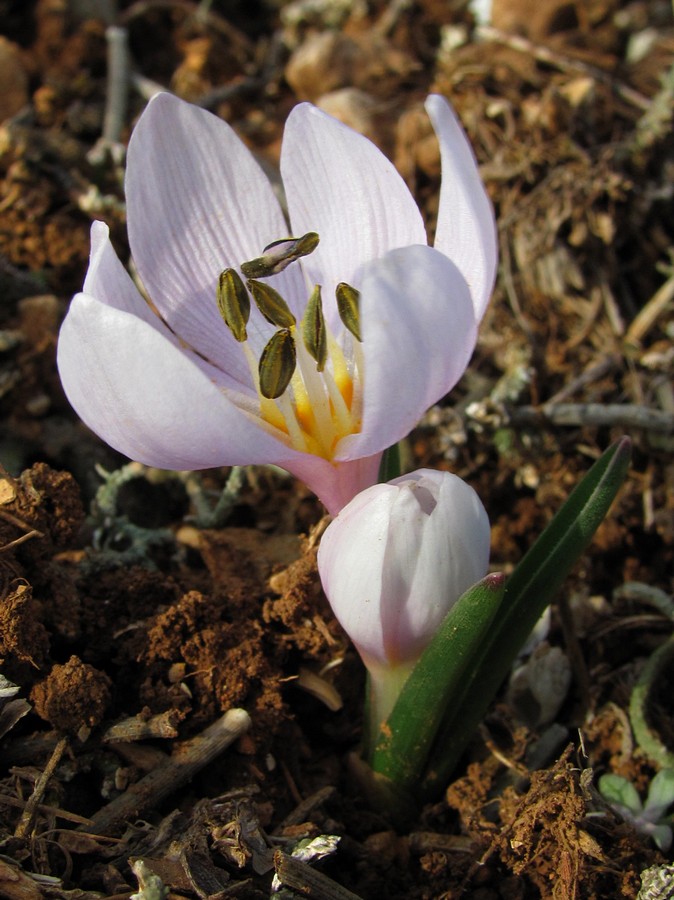 Image of Colchicum triphyllum specimen.