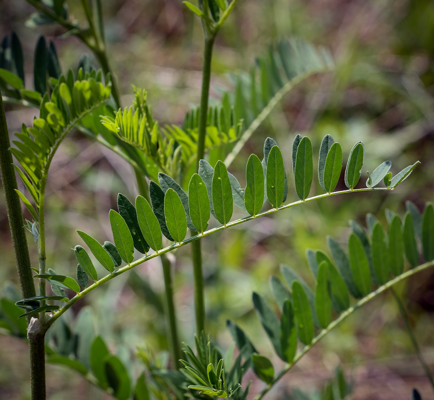 Image of Astragalus falcatus specimen.