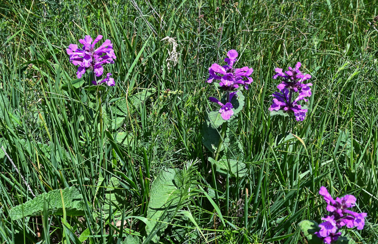 Image of Betonica macrantha specimen.